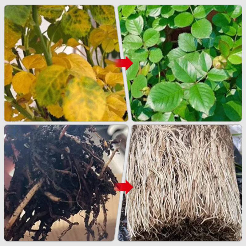 Ser crestere si renastere plante - VerdoMax